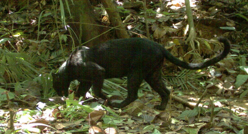 Illustration for article titled Scientists Do a Simple Camera Hack And Reveal "Black" Leopards' Spots